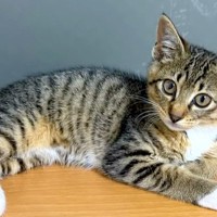 保護猫と３週間でお別れ→悲しんでいたら、『子猫の里親探し』を頼まれて…奇跡のような『運命の出会い』に感動「鳥肌立った」「猫の恩返し」