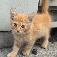 エアコンの工事をしていたら、『茶トラの子猫』が近づいてきて…予想外の『出会いの瞬間』が259万再生「幸せになってね」「ほっこりした」