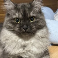 子猫時代は短めだった『胸毛』→だんだんと伸びていった結果…驚きの変化に「見たことないくらい凄いｗ」「途中経過ワイルドすぎるｗ」と反響