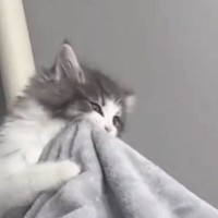 足に"嚙みついてきた子猫"→飼い主さんが揺らしてみると…可愛すぎる光景が175万再生「リアルに声出た」「気付いたらループしてた」と絶賛