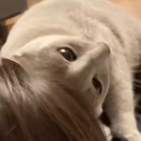 大好きなお兄ちゃんの帰宅を『心待ちにしていた猫』→帰ってくると…『熱烈な大歓迎』に「いいなぁ～」「私にもやってぇ」と羨ましがる人続出