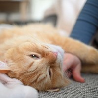 猫が『人によって態度を変える』理由3つ　好き嫌いだけではない？隠された心理とは