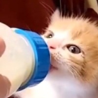 一生懸命ミルクを飲んでいた赤ちゃん猫→２年が経過すると…想像以上に成長した『現在の様子』に「ご立派になったね」「変身してるｗ」と反響