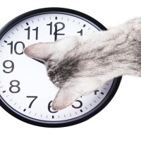 猫の『体内時計』がピタリと合う理由5選　正確な生活リズムの秘密とは？