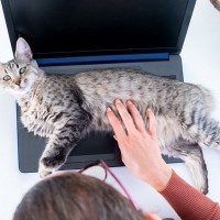 愛猫の思わず許しちゃう『憎めない仕草』3選　あざとい行動の理由や上手な対応方法