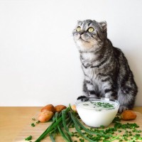 猫を『不健康』にさせる飼い主のNG行動4選　いますぐ見直すべき理由から改善策まで