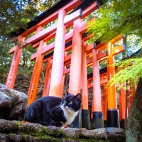 猫の成長を祝う『七五三』のアイデア5選　どんな準備が必要？特別な日にするコツをご紹介