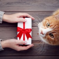 猫に『忘れられてしまう人』の特徴5つ　記憶に残らない理由や覚えてもらうためのコツまで