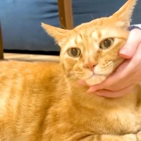 元野良猫の『触ってもいい体のパーツ』を調査→エスカレートした結果…『想定外な反応』に反響「ヤギに変身するという七不思議」「完全に家猫」