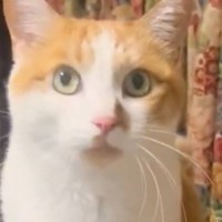 ごはんを食べたい猫→『独特な動き』で…可愛すぎる『アピール方法』に２万いいね「待ちきれない様子がたまらん」「ウキウキで愛らしいｗ」