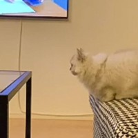 テーブルに飛び移ろうとした短足猫→次の瞬間…つい助けたくなる『愛おしい光景』が25万再生「すごい応援しちゃったｗ」「とっても可愛い」