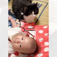 赤ちゃんと初対面した猫→近くでそっと見守っていたら…赤ちゃんの『予想外すぎる行動』に「びっくりしちゃったねｗ」「かわええｗ」と反響