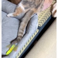 ベッドの上で一緒に眠っていた『兄妹猫』…飼い主さんが思わず爆笑した『まさかの体勢』に「愛の執念がすごいｗ」「くっつきたいんだねｗ」