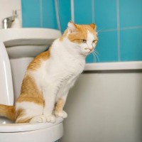 天才か？自分から「人間のトイレ」を使い始めた猫に、８万人が「いいね」を寄せる