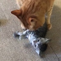 新入り子猫に戸惑う先住猫→考えた末にとった"予想外の行動"と現在の2匹の様子に反響「モップをかけてるみたいｗ」「優しいお兄ちゃん」