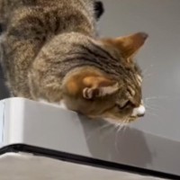 飼い主さんが『猫の名前を呼んだ』あとに『息子さん』が呼ぶと…驚愕の態度の違いが115万再生「家庭内格差ｗ」「返事が恋してる女子ｗ」