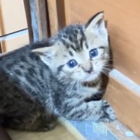 『天井から落ちてきた子猫』を助けて…仲良くなっていった結果→あまりにも素敵な『結末』に「まるで絵本のような話」「感動した」と14万再生