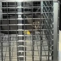 『ゴミ置き場の中にいた小さな子猫』→保護されて2か月が経つと…「大きくなって別猫のよう」「幸せになれて良かった」成長していく様子に感動