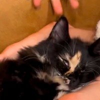 ソファで女の子の足を枕にする猫ちゃん→起こそうとした結果…思った以上に『脱力している様子』に爆笑「気にしない派だｗ」「クタクタしてる」