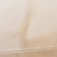 『部屋の中を元気に走り回る子猫』を撮影した結果…奇跡的な瞬間に２万いいねの反響「残像さえもかわいい」「心霊かなｗ」「うっすらと見える」