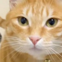 『性格が違う2匹の猫』→交互になでてみると…想像以上の『反応の違い』が面白いと44万再生「どちらも可愛いｗ」「たまらないね」と反響