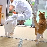 ６匹の愛猫のためにDIYをした結果→かわるがわる様子を見に来て…あまりにも『素敵な光景』が15万再生「信頼関係の良さ」「心にしみる」