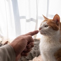 猫を飼うのに『向いていない人』の特徴4つ　お互いが不幸になってしまう可能性も…