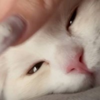 毎朝6時にネコが飼い主さんのもとへやって来ると…たまらなく愛おしい『起こし方』が25万再生「めちゃめちゃ可愛い」「二度寝キケンだね」