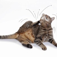 猫の近くに『ノミ』がいたときの対処法3つ　家の中でも潜む危険や予防策を解説