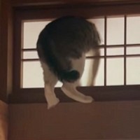 障子に突っ込んで固まるネコ→表情を確認してみると…思わず笑ってしまう『失敗の光景』が話題「結構ドヤ顔ｗｗｗ」「満足そうなしっぽ笑」