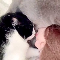 甘えん坊な２匹の猫→飼い主さんが"横"になると、すかさずやってきて…まるで"赤ちゃん"のような2匹が見せた『驚きの甘え方』が51万再生