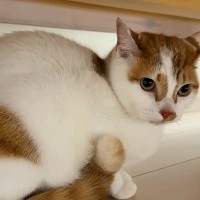 ５匹の猫の爪を切った結果→１匹が苦手なシャンプーと勘違いして…『あからさますぎる態度』に爆笑「聞いたことない音してる」「へっぴり腰がｗ」
