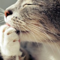 猫が『爪を噛んだり引っ張る』ときの理由4つ　放っておいて大丈夫？行動の意味を解説