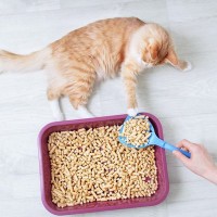 猫が『トイレ用の砂』を食べてしまう理由3つ　困った行動を防ぐための対処法も