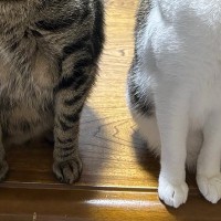 座っていた2匹の猫ちゃん→飼い主さんが『カメラを向けた』次の瞬間…息ピッタリすぎる反応に5万いいね「見事なシンクロｗ」「すごい」