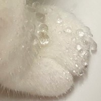 蛇口から水を飲んだ猫ちゃん→『おてて』を見ると…まるで宝石のような"素敵すぎる光景"に14万いいね「素晴らしい作品」「ひゃあああ可愛い」