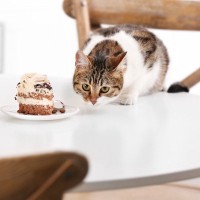 猫が『テーブル』の上に登ろうとする心理3つ　どんな目的があるの？やめてもらうコツまで