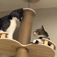 キャットタワーで追いつめられた猫→次の瞬間…「逃げ方がプロすぎるｗｗ」まさかの光景が20万再生「もう許してあげてｗ」「想像の斜め上ｗ」