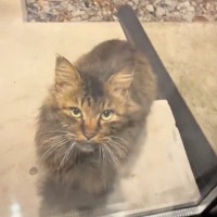 職場に突然現れた『人懐っこい野良猫』→ガラス越しに何かを訴えるように鳴いてきて…『泣ける話』に「なんて素敵なの」「涙が出ちゃった」の声