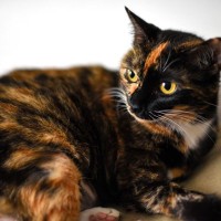 【猫柄】『サビ猫』が持つ魅力あふれる特徴3選　意外な性別割合や性格の傾向などご紹介