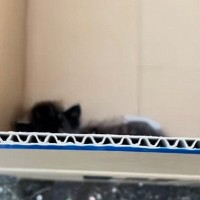 ダンボールに"捨てられていた子猫"を発見→ほっとけなくて家に連れて帰ると…涙あふれる"記録"に「愛情の賜物」「幸せな気持ちになった」