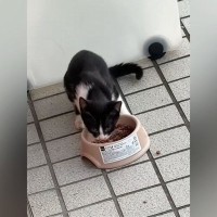『玄関に現れた空腹の子猫』→ごはんをあげてみたら…まさかの反応と『猛烈アピール』が10万再生「積極的で可愛い」「素敵な話で感動した」