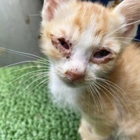 ボロボロだった野良猫を保護したら、少しずつ"本来の姿"を取り戻していき…５年が経過すると→見違える"変化"に胸が熱くなる