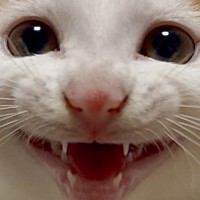 子猫時代と現在の『にっこり笑顔』を比較してみた結果…可愛すぎるビフォーアフターに３万いいね「変わってないｗ」「とっても癒された」