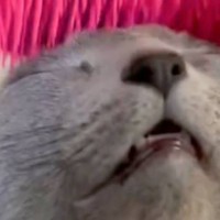 猫のおでこを優しくブラッシングしていると…思わず頬が緩む『たまらない表情』に３万いいね「お口が開いちゃってるｗ」「ずっと見ていたい」