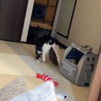 猫のためにクッションを作成→まさかの反応に『気に入らなかった？』と思っていたら…『可愛すぎるオチ』が302万表示「泣ける」「たまらん」