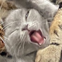 先輩猫に頭をカプッと『甘噛みされた子猫』…思わず笑ってしまう『可愛すぎる反応』に６万いいね「見事なやられ顔ｗ」「臨場感がすごいｗ」