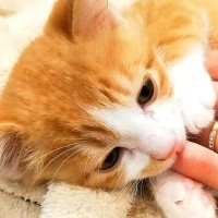 飼い主の指を吸いながら眠る子猫→５年たった結果…卒業したかと思いきや『予想外の光景』に爆笑「あまえんぼさんなんだから」「愛しいね」