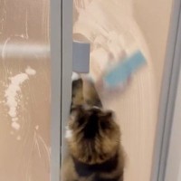 お風呂掃除をしていたパパ→スポンジを動かすと、扉越しにネコが…10万表示の『微笑ましい光景』に「ピッカピカになるね」「一石二鳥ｗ」の声