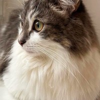 棚の上で『お手てないない』をしていた猫…思わず笑ってしまう『座っていた位置』に「手を差し伸べたくなるｗ」「攻めるねｗ」と１万いいね